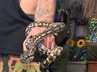 Python Snake reptiles Coastal carpet python male - Advert 6