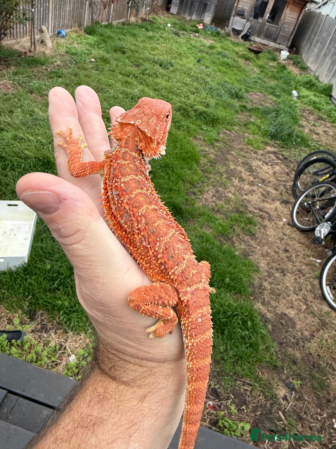 Bearded Dragon reptiles for sale: Bearded Dragon. Blue bar Tiger Stripe  - Image 4