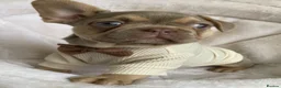 French Bulldog dogs for sale: FRENCH BULLDOGS, MERLE, ROJO, ISABELLA NEWSHADE. - Advert 38