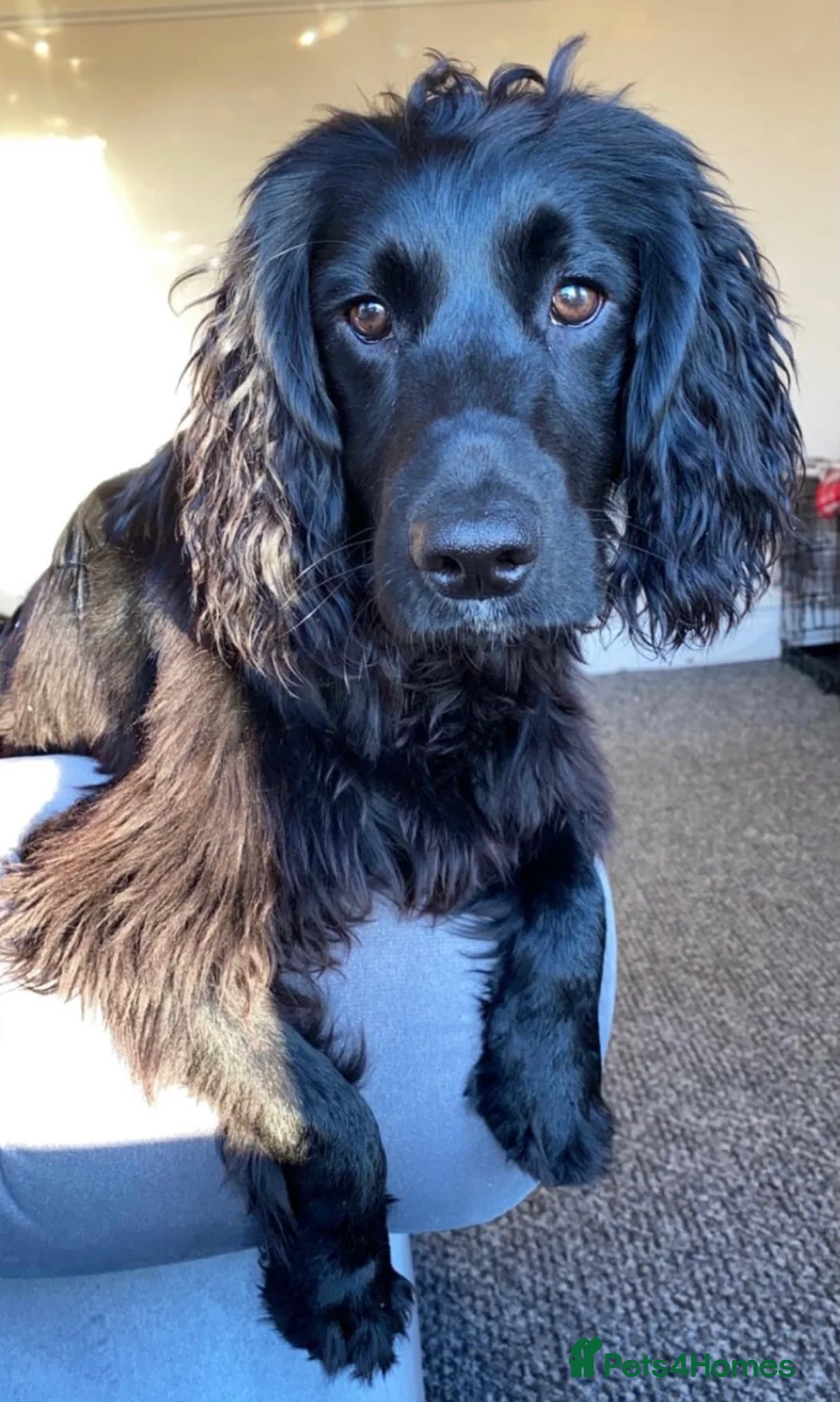Cocker Spaniel dogs for sale: KC reg working cocker boys  - Advert 16