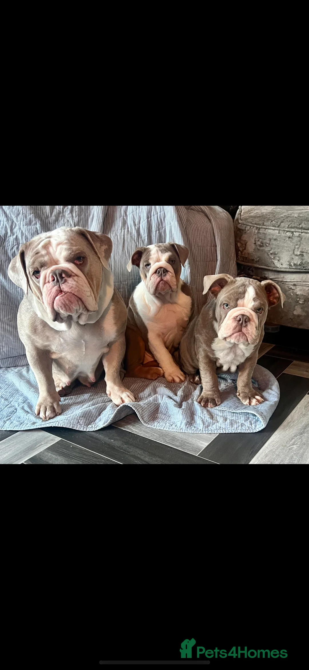 English Bulldog dogs for sale: Male British English bulldog  - Advert 8