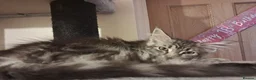 Maine Coon cats for sale: beautiful Maine coon kittens (2 poly) - Advert 11