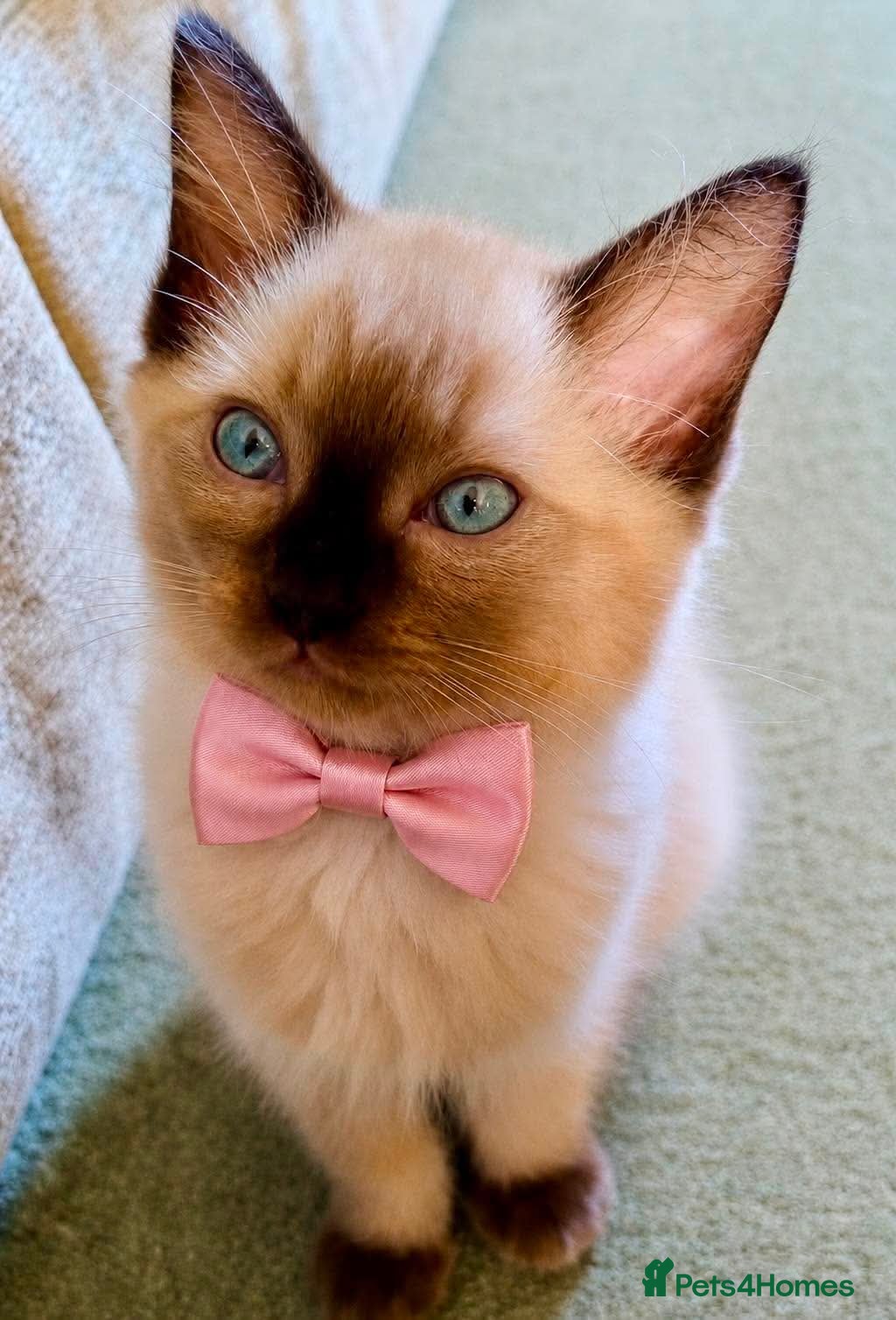 Ragdoll cats Pure bred Ragdolls need loving homes - Advert 1