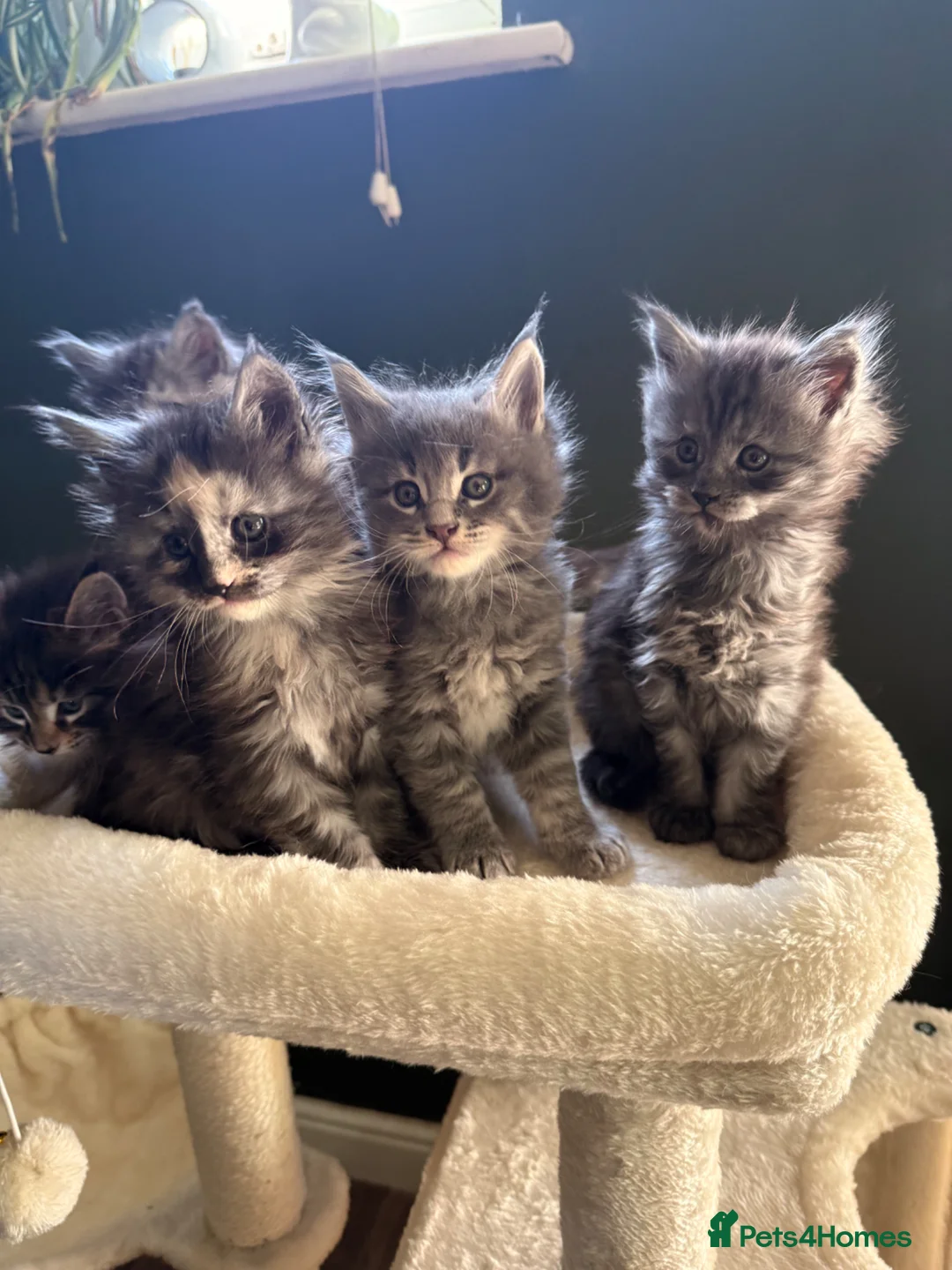 Maine Coon cats for sale: Maine Coon  - Advert 1