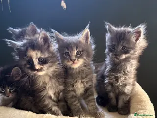 Maine Coon cats Maine Coon - Advert 1