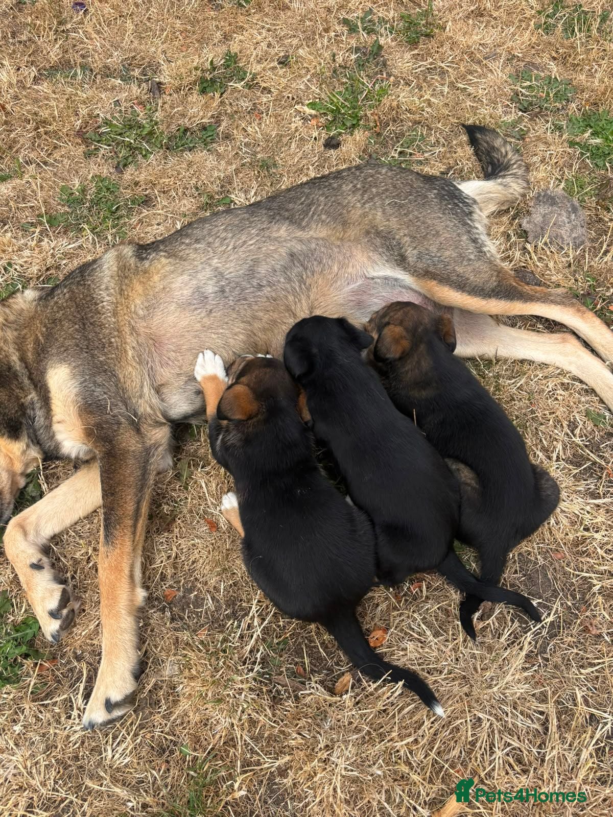 Mixed Breed dogs husky x huntaway x pups for sale - Advert 1
