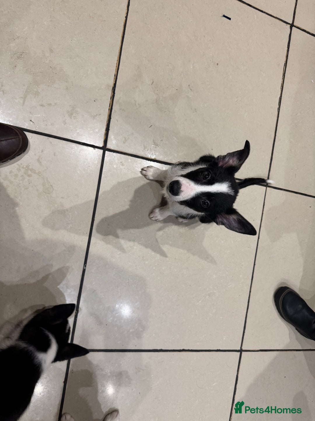 Border Collie dogs for sale: For sale 3 GILR border collie  - Advert 6