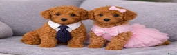 Doxiepoo dogs for sale: Two baby’s left🥹❤️Stunning F1b toy poodles!! - Advert 20