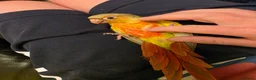 Conures birds for sale: Hand reared Conures - Advert 5