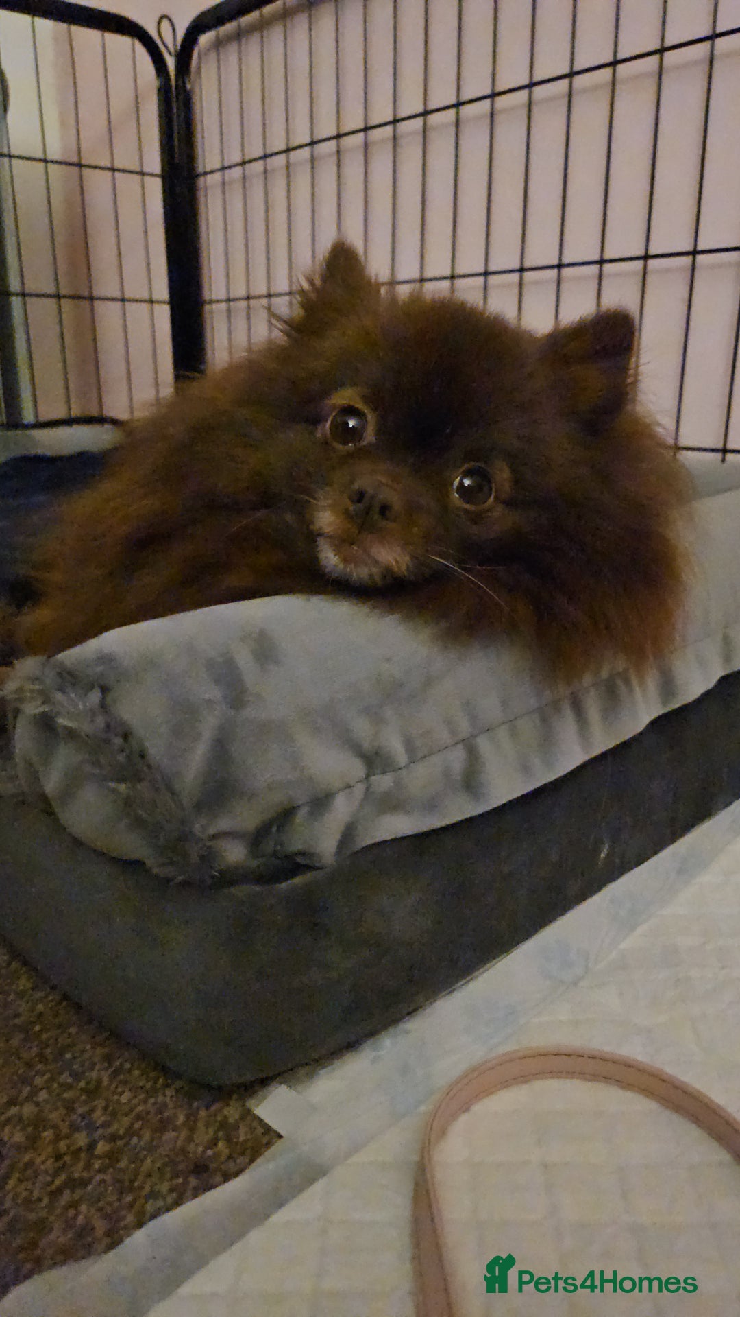 Pomeranian dogs for sale: 4 outstanding quality bear pomeranian puppies - Advert 1