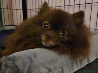 Pomeranian dogs 2 beautiful cream pomeranian puppies - Advert 2