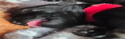 Miniature Schnauzer dogs for sale: Miniature Schnauzer Puppies – Salt & Pepper in Manchester - Advert 8