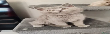 British Shorthair 3