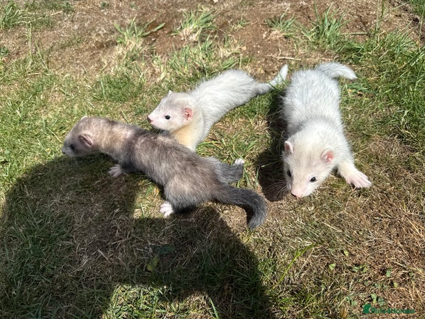 Ferret rodents - Advert 1