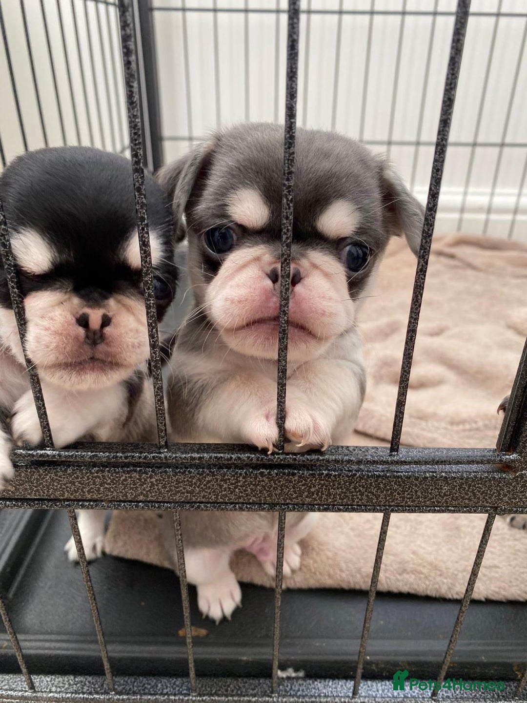 Pug dogs for sale: Puppy pugs! - Advert 13