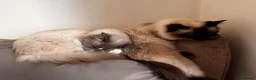 Ragdoll cats for sale: Xena seal point ragdoll - Advert 3