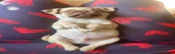 Pug dogs for sale: Quality Chocolate Pug Puppies available  - Advert 2