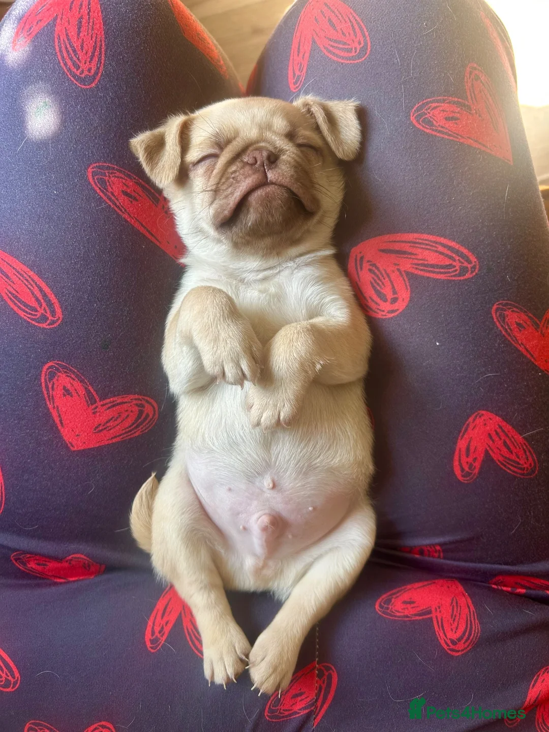 Pug dogs for sale: Quality Chocolate Pug Puppies available  - Advert 2