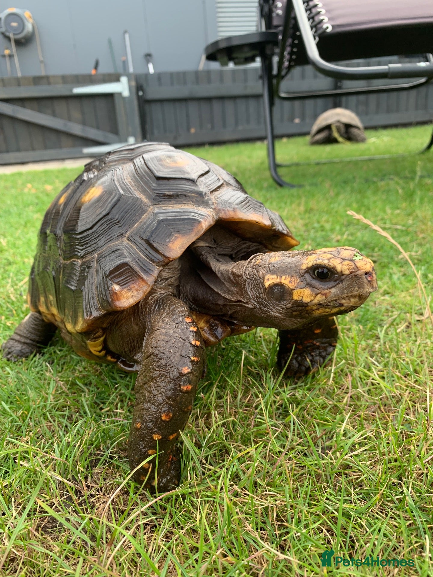 Tortoise reptiles RED FOOTED TORTOISE MALE 30 YEARS OLD - Advert 1