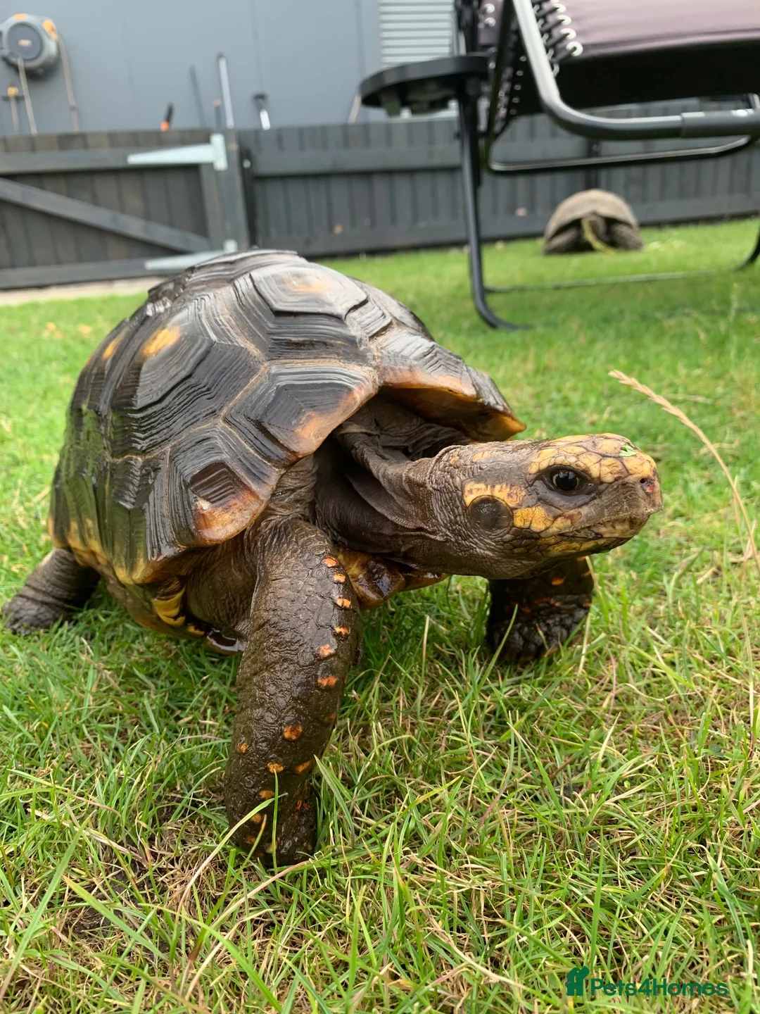 Tortoise reptiles for sale: RED FOOTED TORTOISE MALE 30 YEARS OLD - Advert 1