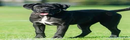 Cane Corso dogs for sale: 1 male 1 female cane  in Romford - Advert 1