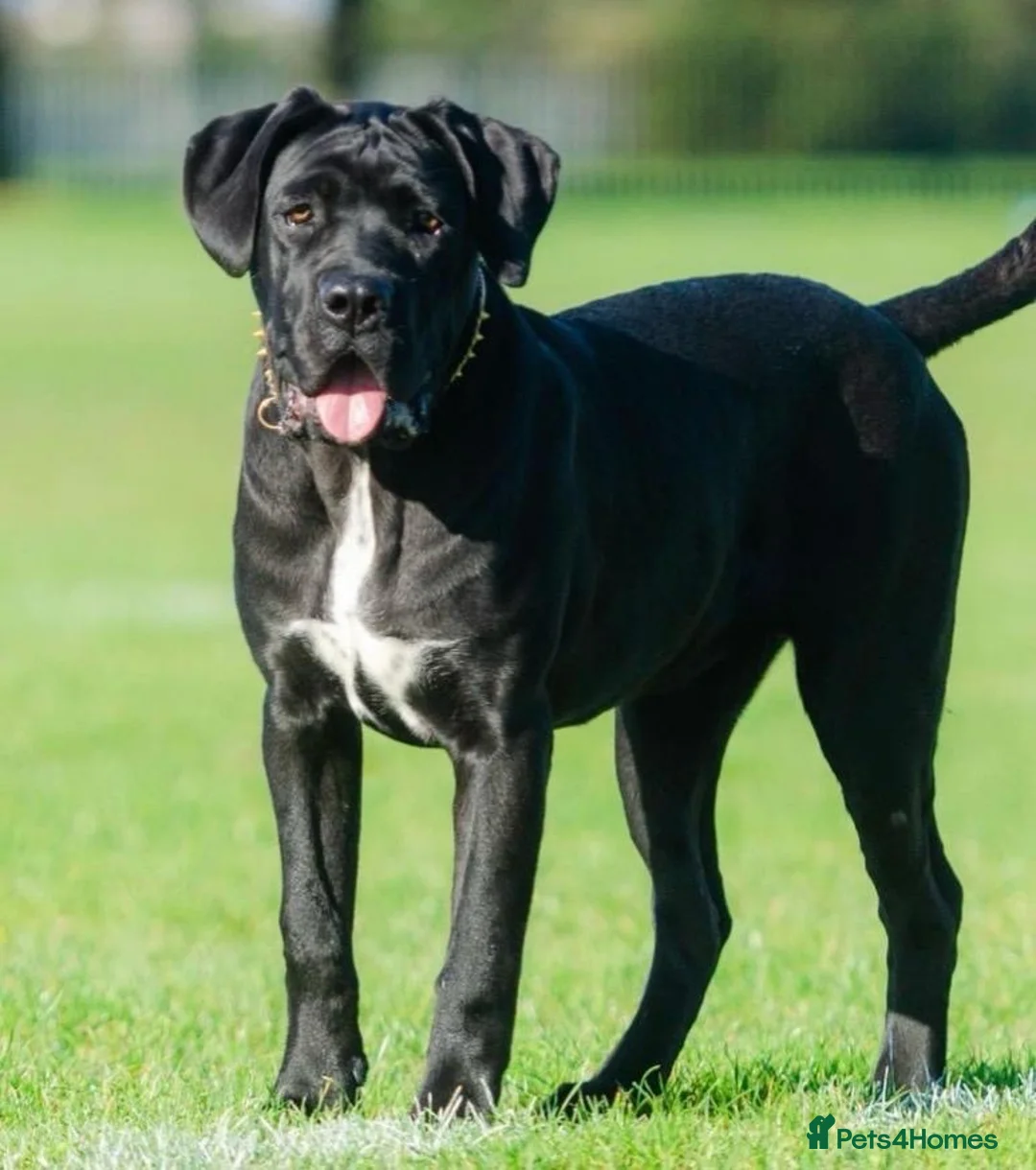 Cane Corso dogs for sale: 1 male 1 female cane  in Romford - Advert 1