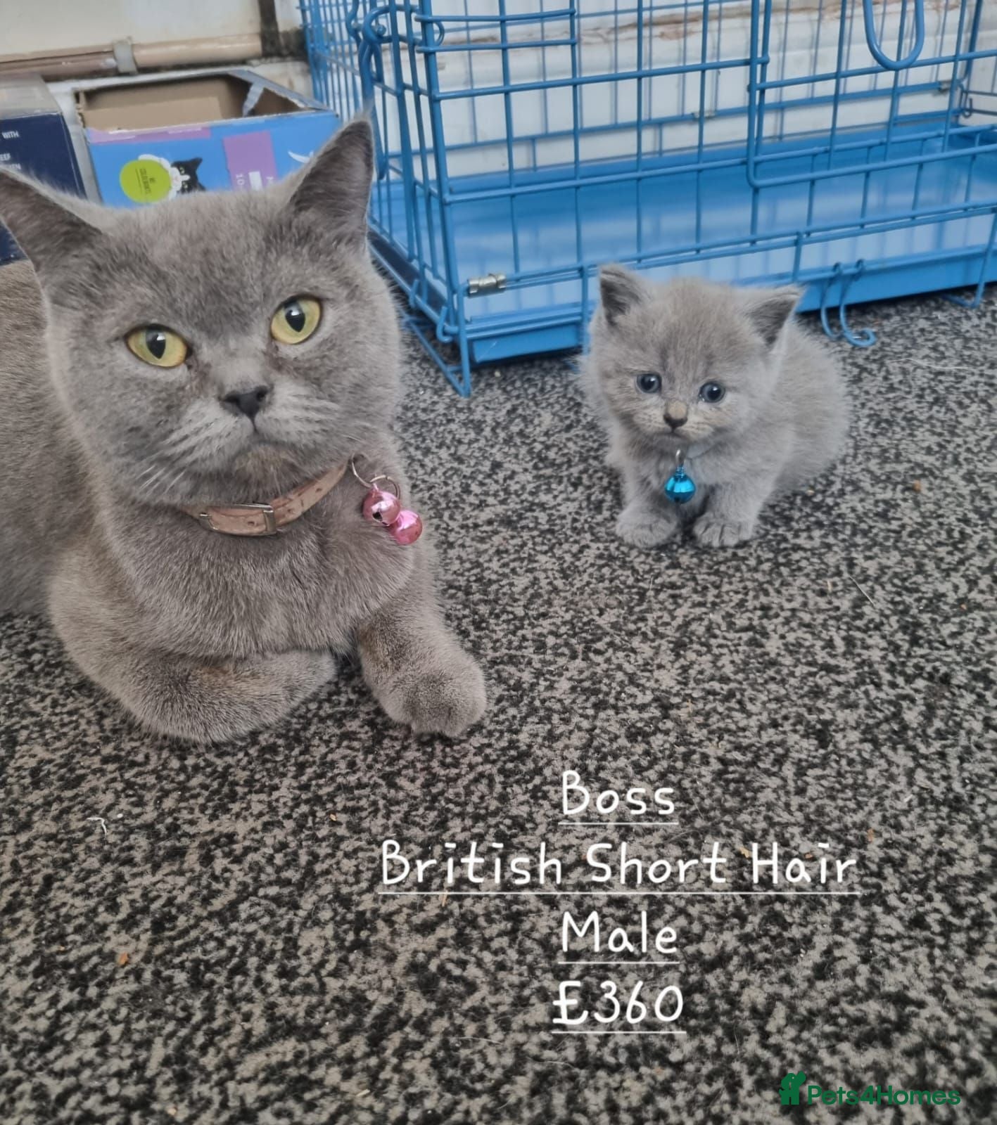 British Shorthair cats British Short Hair/ Scottish Fold - Advert 16
