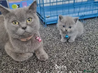 British Shorthair cats British Short Hair/ Scottish Fold - Advert 16