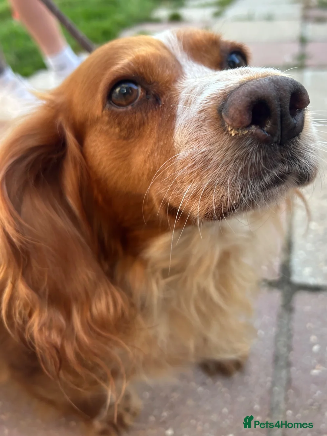 Cocker Spaniel dogs for sale: Cocker spaniel puppies  in Poole - Advert 15