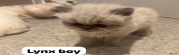 Persian cats for sale: Incredible exotic Persian kittens - Advert 11