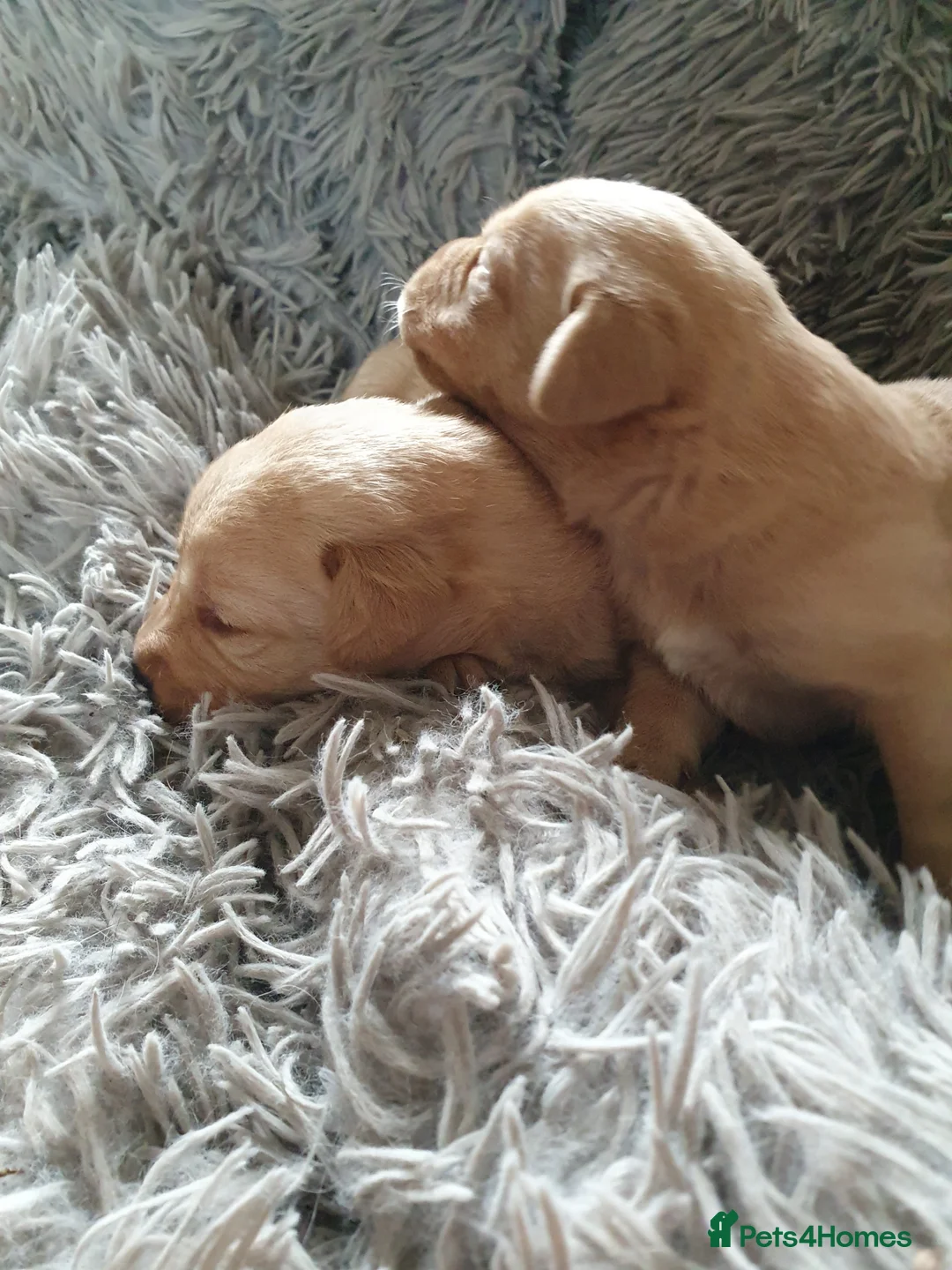 Labrador Retriever dogs for sale: Labrador puppies - Advert 10