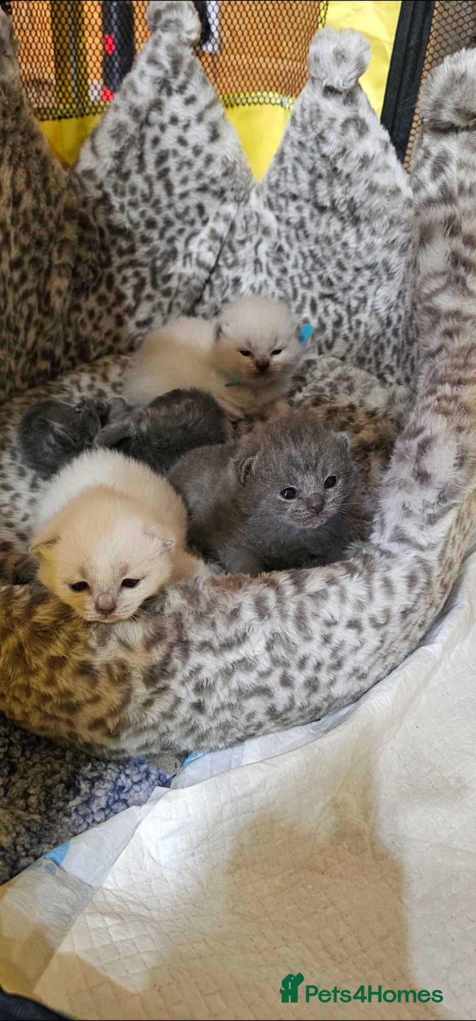 British Shorthair cats for sale: 4 bsh kittens - Advert 13