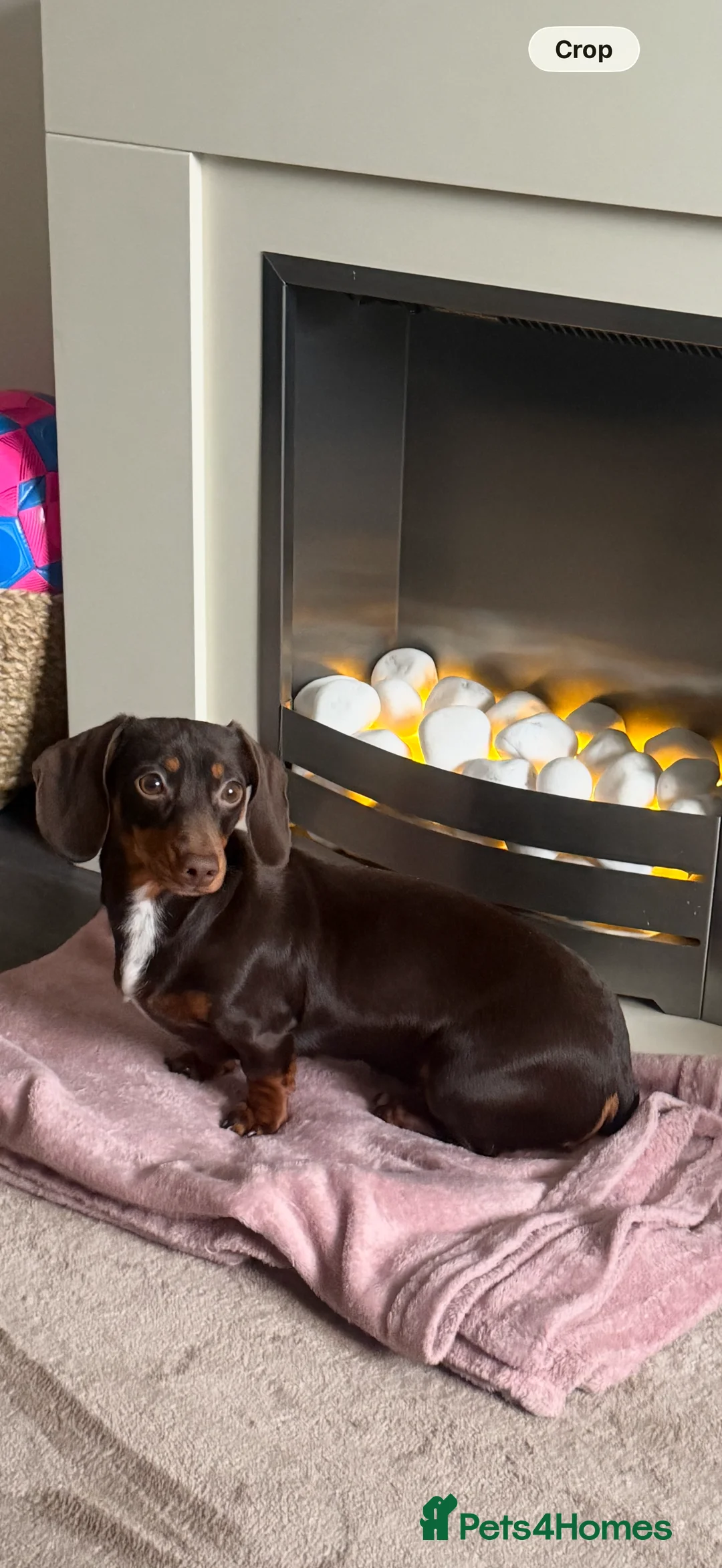 Miniature Dachshund dogs for sale: Mini dachshund chocolate and tan  - Advert 1