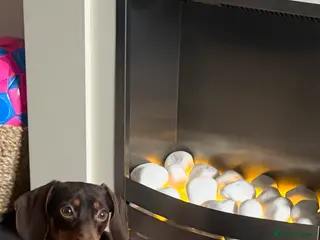 Miniature Dachshund dogs Mini dachshund chocolate and tan - Advert 1