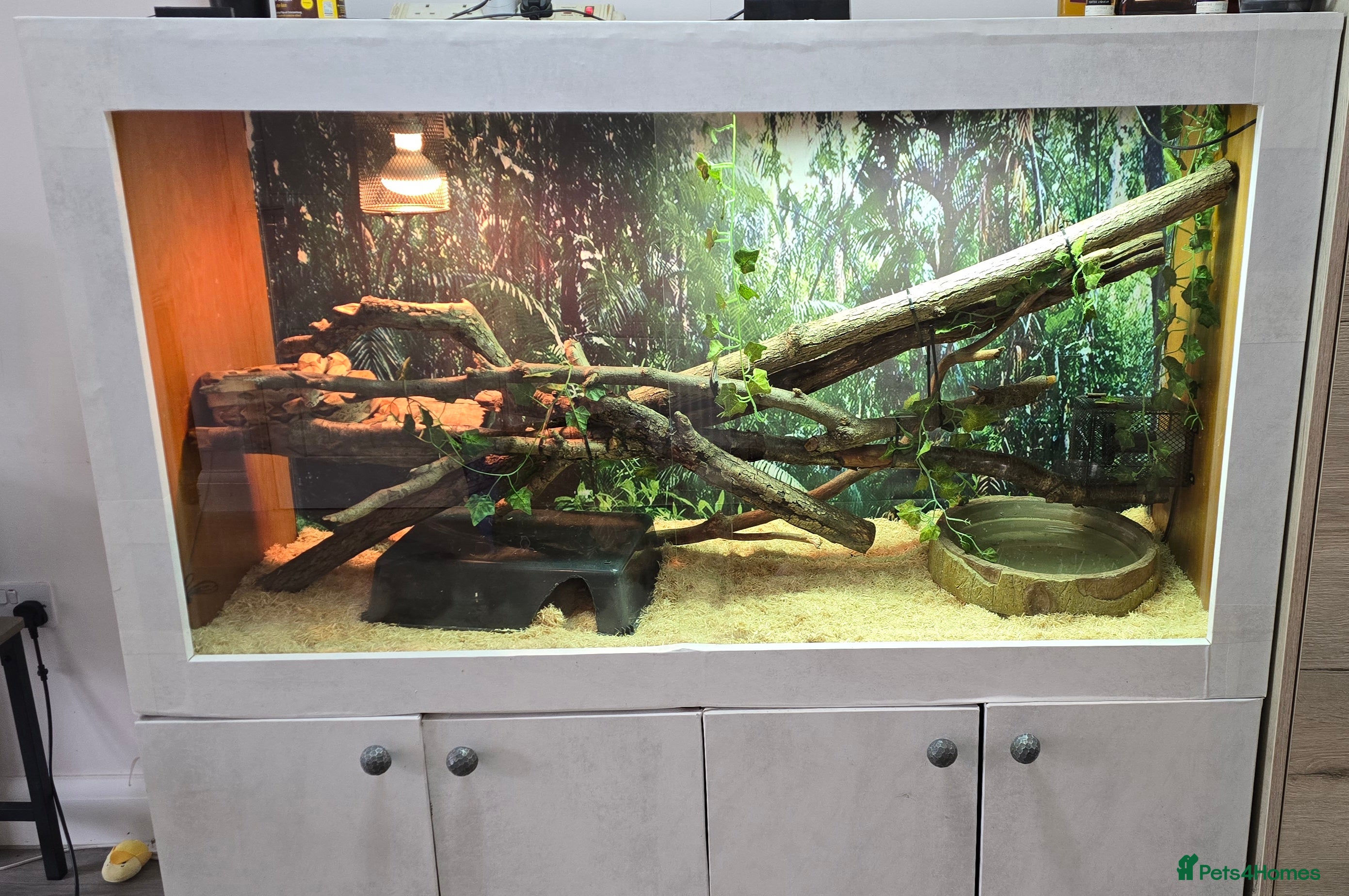 Boa Snake reptiles Large Snake Vivarium Setup + 2 Boa Constrictors - Advert 2