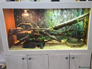 Boa Snake reptiles Large Snake Vivarium Setup + 2 Boa Constrictors - Advert 4