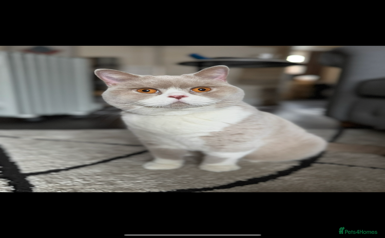 British Shorthair cats - Advert 1