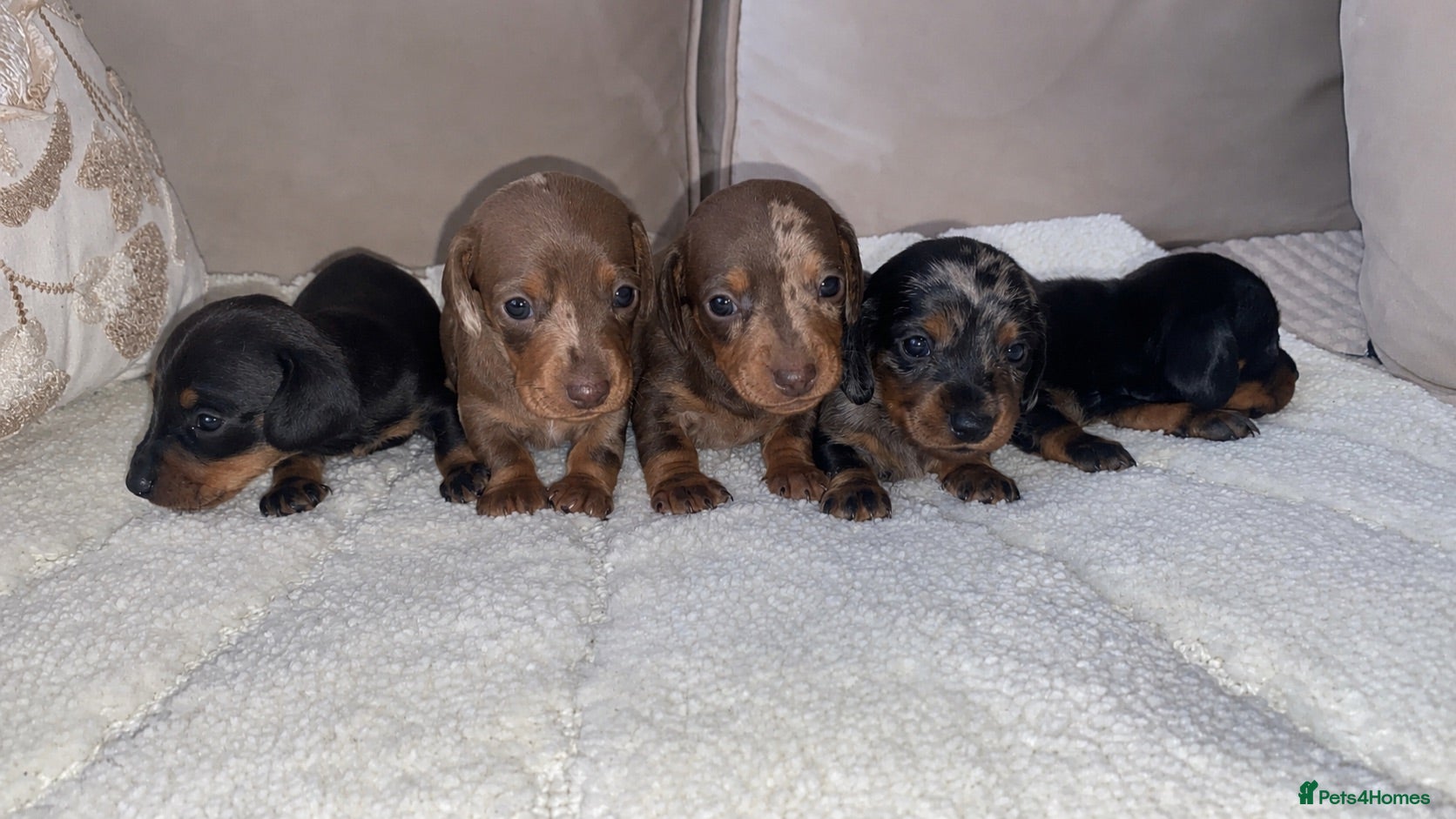 Miniature Dachshund dogs 🐾Rainbow Litter of Miniature Daschaunds🐾 - Advert 1