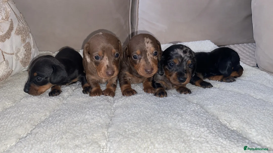 Miniature Dachshund dogs for sale: 🐾Rainbow Litter of Miniature Daschaunds🐾 in Orpington - Advert 1