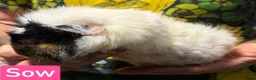 Guinea Pig rodents for sale: Breeding herd of Lunkarya - Advert 5
