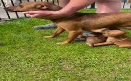 Mixed Breed dogs for sale: Border terrier x patterdale puppies  - Image 10