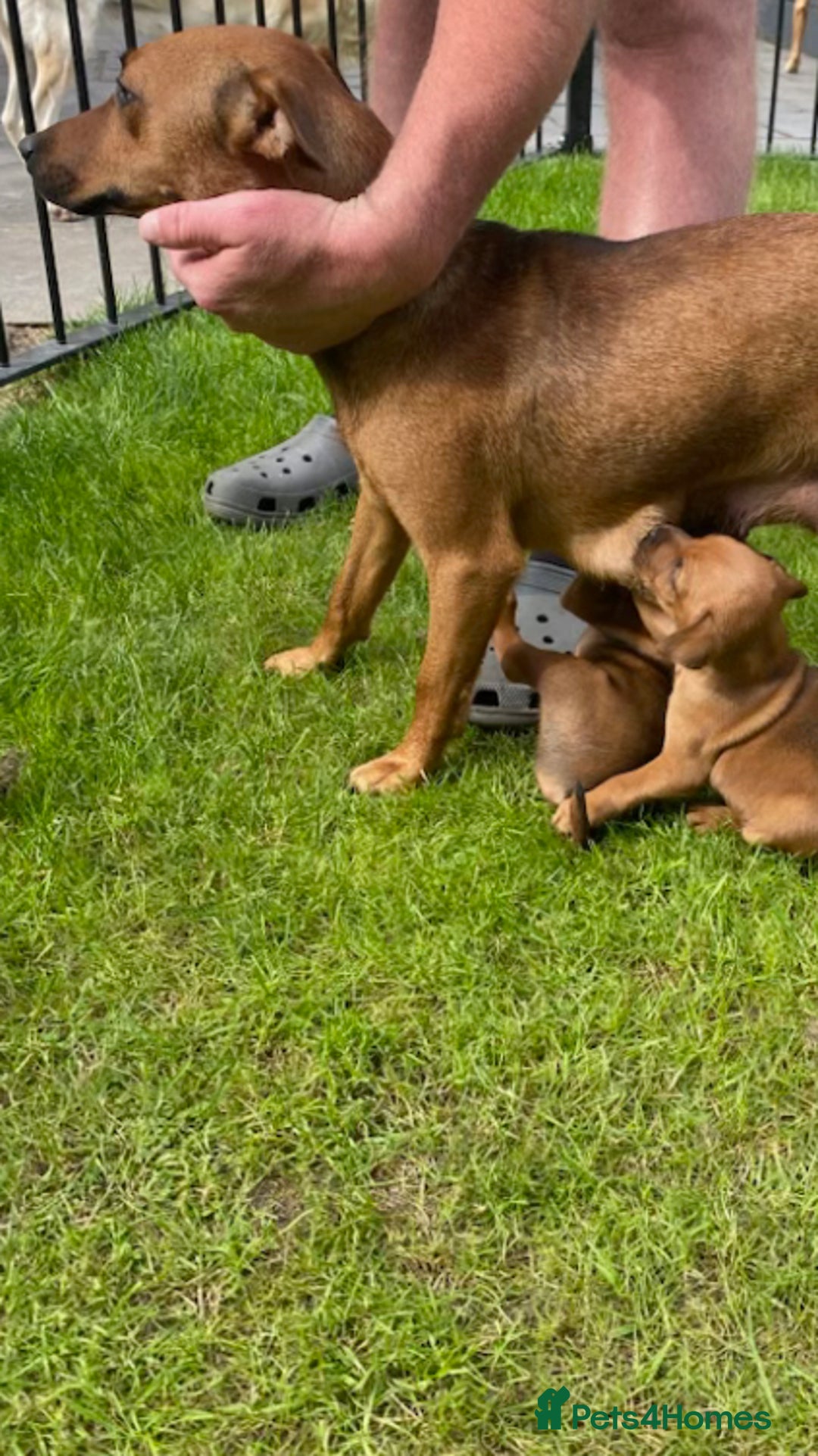 Mixed Breed dogs for sale: Border terrier x patterdale puppies  - Image 10