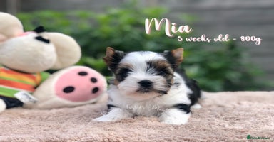 Yorkshire Terrier dogs - Advert 2