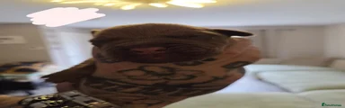 Dogue De Bordeaux 1