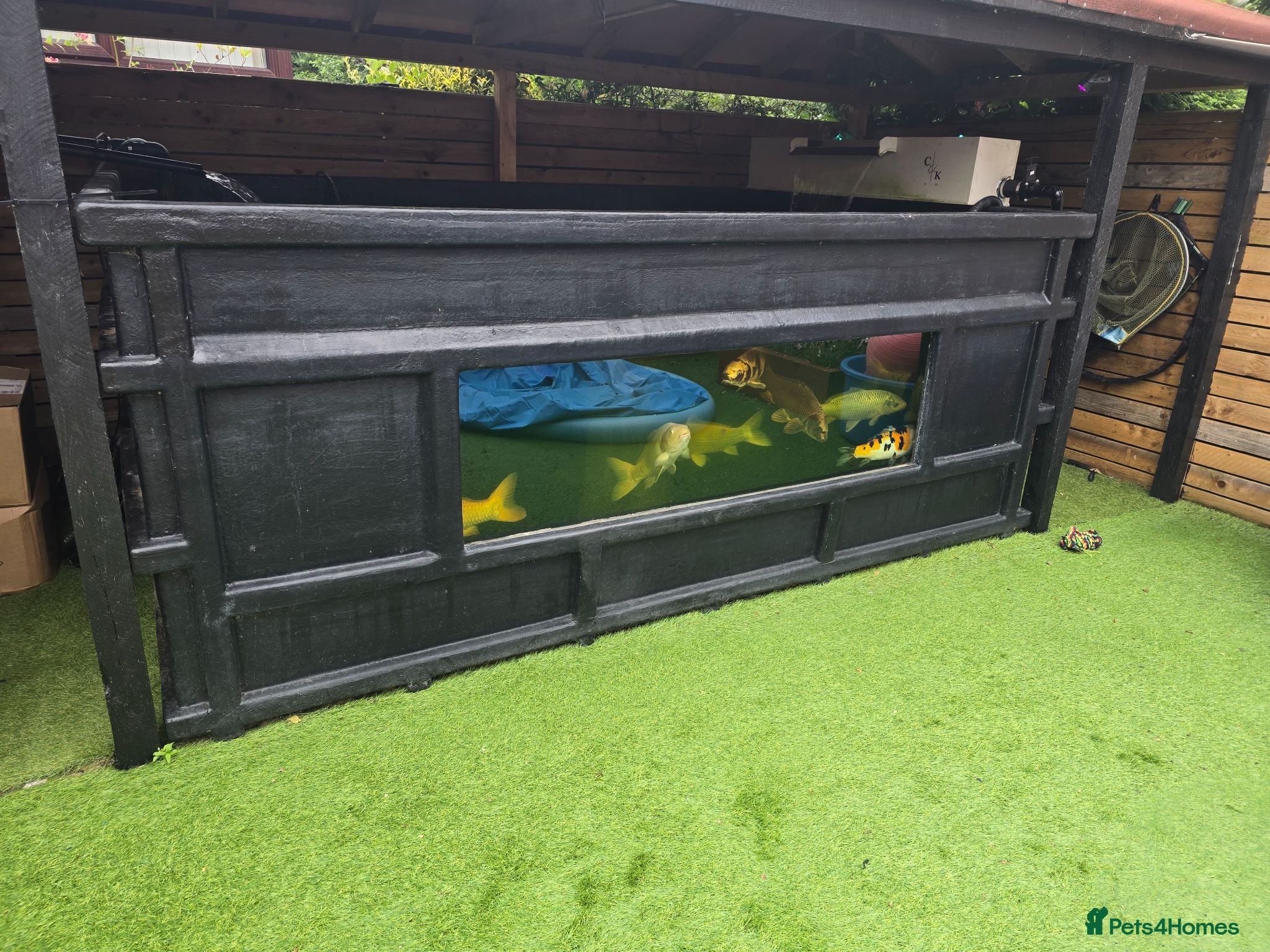 Koi Carp fish Full pond setup for sale - Advert 3
