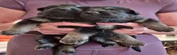 German Shepherd dogs for sale: German Shepherd Puppies Home Bred - Advert 3
