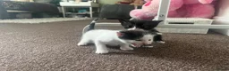 Mixed Breed cats for sale: My babies need forever homes  in Nottingham - Advert 13