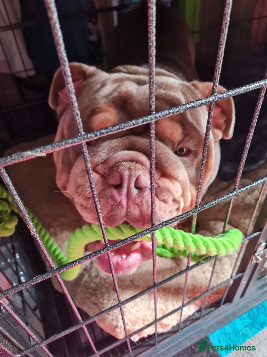 English Bulldog dogs for sale: GHOST - English bulldog  - Image 11