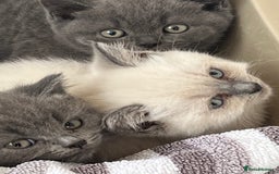 British Shorthair cats for sale: Gorgeous British shorthaired kittens - Image 16