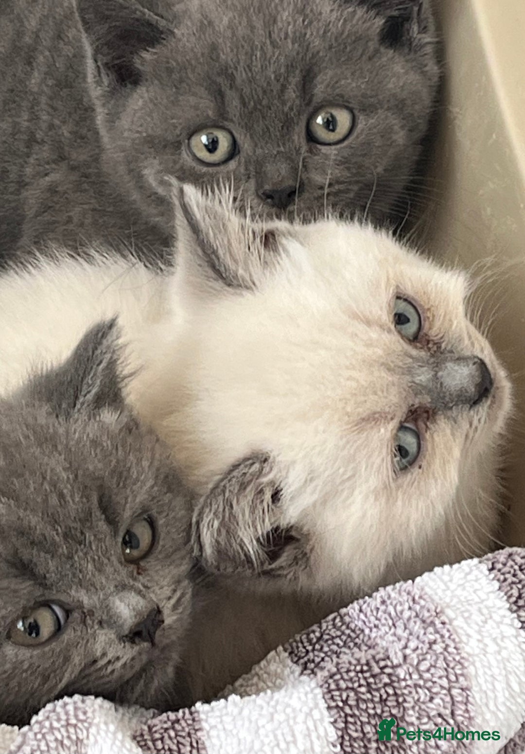 British Shorthair cats for sale: Gorgeous British shorthaired kittens - Image 16